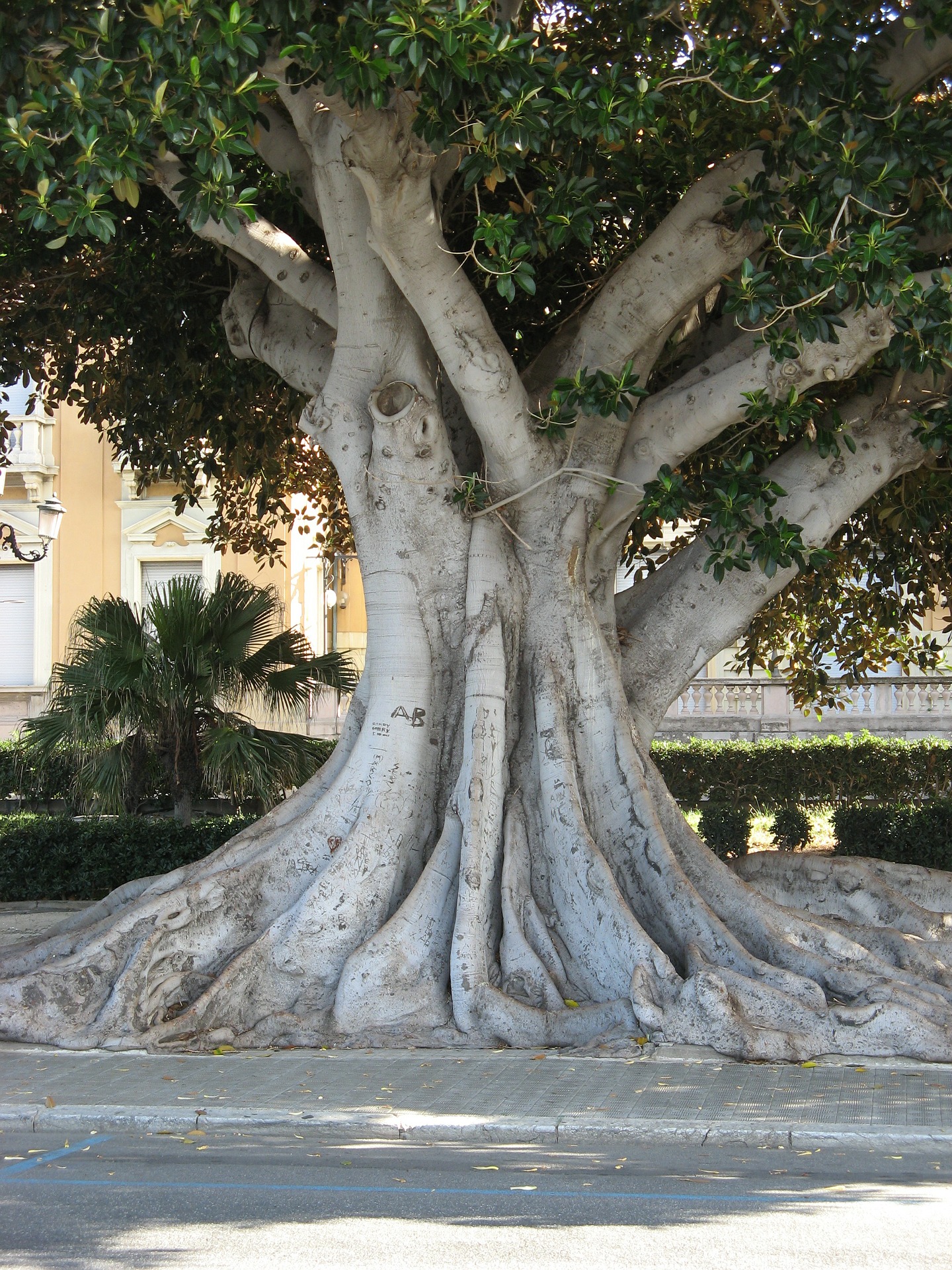 Reggio Calabria, árvore na orla
